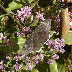 erynnis funeralis butterfly and acourtia microcephalia - funereal duskywing butterfly on sacapellote erynnis funeralis butterfly and acourtia microcephalia